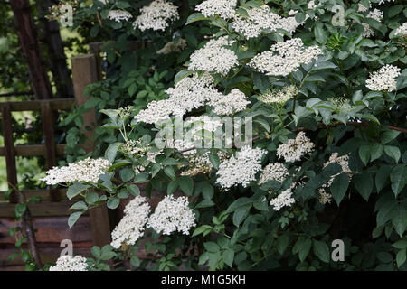 Un anziano selvatici,Sambucus nigra che mostra i suoi fiori whire Foto Stock