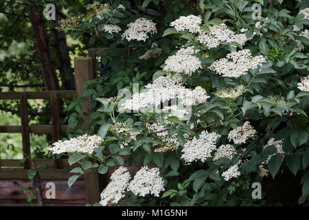 Un anziano selvatici,Sambucus nigra che mostra i suoi fiori whire Foto Stock