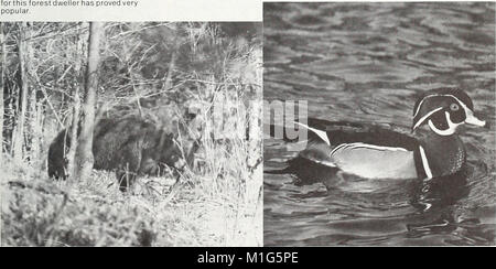 Questa analisi del 1982 esamina le risorse forestali della Pennsylvania, concentrandosi sulla salute forestale, la gestione, la conservazione e l'impatto economico delle industrie forestali nello stato. Foto Stock