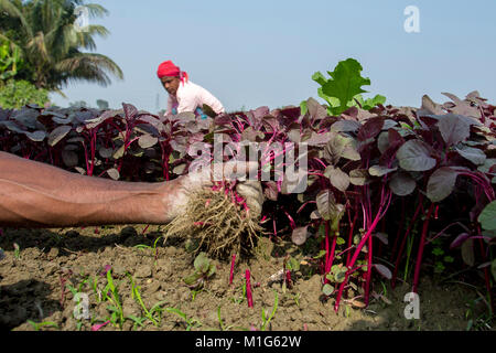 Un mazzetto di Lal (Shak Amaranto Rosso) a Savar in Bangladesh. Foto Stock