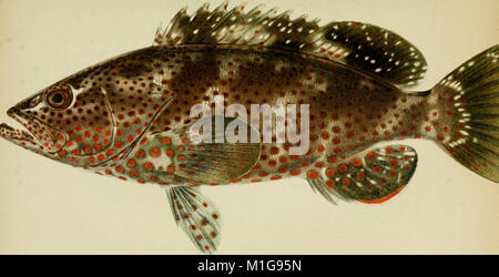 American food e selvaggina Pesci - un popolare conto di tutte le specie in America, a nord dell'equatore, con chiavi per una pronta identificazione, storie di vita e di metodi di cattura (1902) (14596181817) Foto Stock