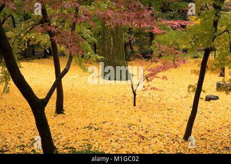 Caduto il giallo delle foglie di ginkgo biloba, comunemente noto come gingko, noto anche come il ginkgo albero o l'maidenhair tree, l'unica specie viventi in Foto Stock