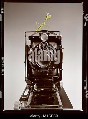 Curioso shutterbug mantide religiosa su un antico rotolo fotocamera. Fotografato il B&W con pellicola di medio formato 6x7cm fotocamera. Foto Stock