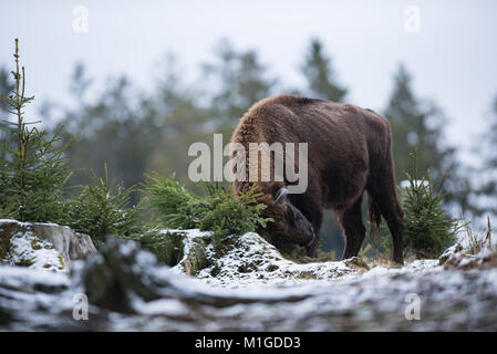 Il bisonte europeo. Bison bonasus Foto Stock