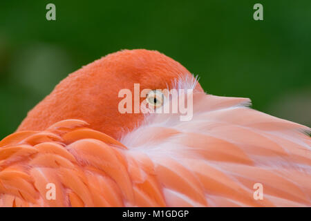 Un close-up ritratto di un (preening) flamingo's eye con soft sfondo verde. Foto Stock