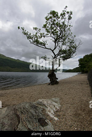 Un albero solitario su una spiaggia di ciottoli su Loch Lomond Scozia, Regno Unito Foto Stock