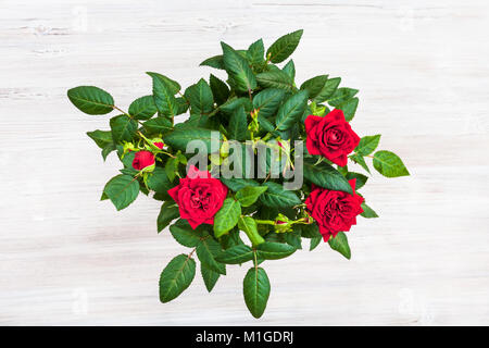 Vista superiore della boccola verde con fresco red rose fiori sulla tabella grigia Foto Stock