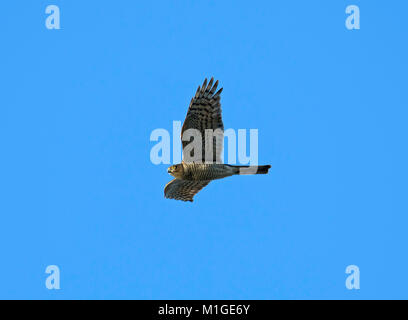 Falco pellegrino, Falco peregrinus, volare contro il cielo blu, Lancashire, Regno Unito Foto Stock