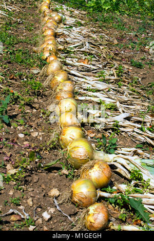 Righe di riparto cresciute le cipolle di essiccazione al sole Foto Stock