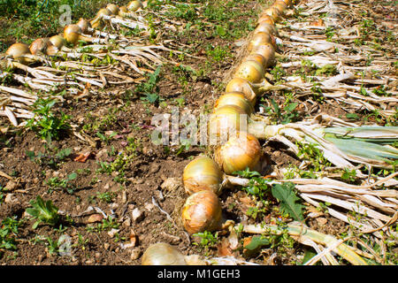 Righe di riparto cresciute le cipolle di essiccazione al sole Foto Stock