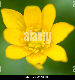 Una ripresa macro di un celandine bloom. Foto Stock
