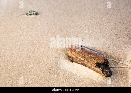 Close-up di driftwood sulla spiaggia Brancaster, North Norfolk, in inverno Foto Stock