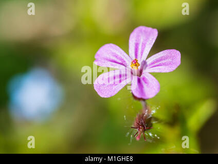 Una ripresa macro di un singolo pink herb robert bloom. Foto Stock