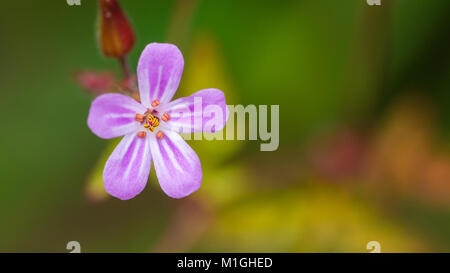 Una ripresa macro di un rosa herb robert bloom. Foto Stock