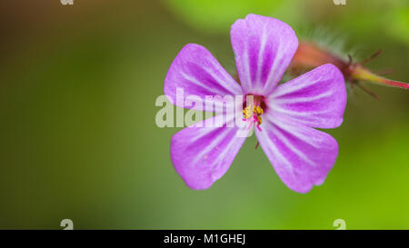 Una ripresa macro di un rosa herb robert bloom. Foto Stock