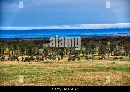 Formazioni di nubi a Great Rift Valley, il paesaggio nel Parco Nazionale del Serengeti con blue wilderbeests, sito patrimonio mondiale dell'UNESCO, Tanzania Africa Foto Stock