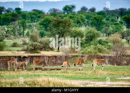 Common eland di antilopi nel paesaggio del Parco Nazionale del Serengeti, sito patrimonio mondiale dell'UNESCO, Tanzania Africa Foto Stock