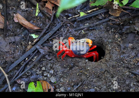 Un pacifico terra rossa granchio (Gecarcinus quadratus) che fuoriesce da un foro nel pavimento della foresta pluviale del Parco Nazionale di Manuel Antonio, Costa Rica. Foto Stock