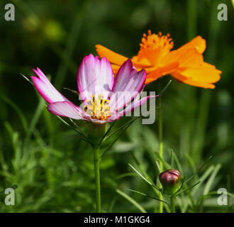 Viola e arancione cosmos fiori. Foto Stock