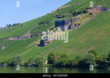 Viticoltura al Riverside Zeltingen, Zeltingen-Rachtig, Mosella, Renania-Palatinato, Germania, Europa Foto Stock