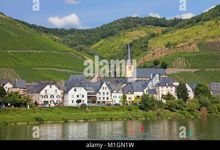 Vino Zeltingen villaggio con una chiesa Saint Stephanus, Zeltingen-Rachtig, Mosella, Renania-Palatinato, Germania, Europa Foto Stock