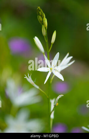 Anthericum liliago,Astlose Graslilie,St Bernard lily Foto Stock