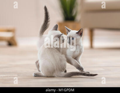 Siamese cat. Due gattini giocando in un salotto. Germania. Restrizioni: non per libri guida per pet care fino al 9/2018 Foto Stock