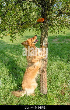 Mixed-razza cane in posizione eretta contro un albero in modo da ottenere un dummy. Germania Foto Stock