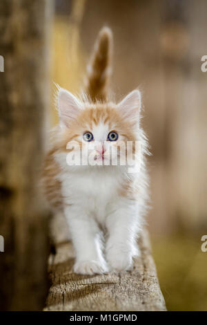 Norvegesi della Foresta Cat. Gattino in un granaio, blancing su una trave di legno. Germania Foto Stock