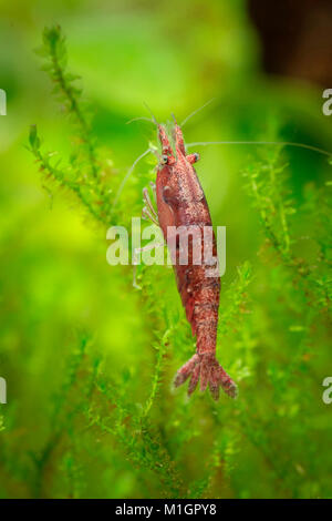 Cherry Gamberetti (Neocaridina davidi var. rosso) in un acquario, su pianta acquatica.. Foto Stock