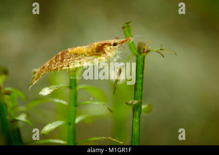 Cherry Gamberetti (Neocaridina davidi) in un acquario, su pianta acquatica.. Foto Stock