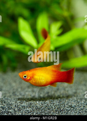 Comune di Platy (Xiphophorus maculatus). Visualizzazione di coppia in un acquario . Foto Stock