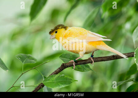 Canarie domestico. Crested bird arroccato su un Benjamin Fig ramoscello. Germania Foto Stock