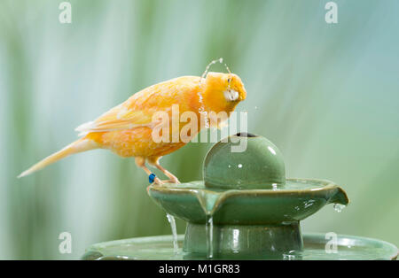 Canarie domestico. Orange bird balneazione nella fontana interna. Germania Foto Stock