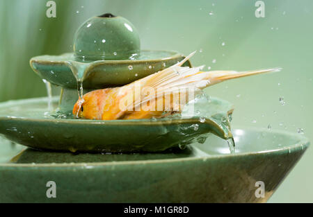 Canarie domestico. Orange bird balneazione nella fontana interna. Germania Foto Stock