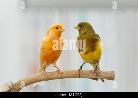 Canarie domestico. Due uccelli di diverso colore appollaiato su un ramoscello. Germania Foto Stock