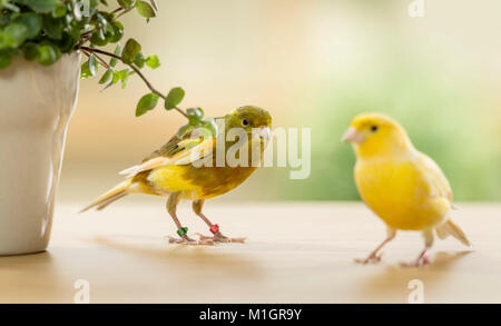 Canarie domestico. Due uccelli di diverso colore mangiare ebreo boliviano. Germania Foto Stock