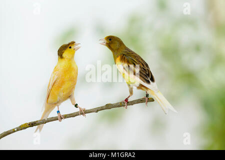 Canarie domestico. Due uccelli di diverso colore appollaiato su un ramoscello mentre sostenendo. Germania Foto Stock