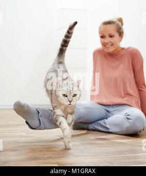 British Shorthair. Grigio tabby adulto saltando su una gamba di una donna seduta. Germania Foto Stock