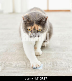 British Shorthair cat. Adulto tricolore toccando bersaglio durante il clicker training. Germania Foto Stock