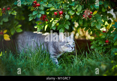 Il gatto domestico. Grigio tabby adulto camminare sotto un rosaio con rosa canina. Germania. Foto Stock