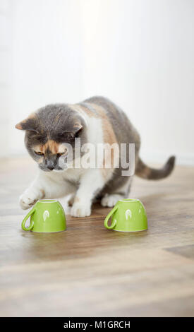 British Shorthair cat. Adulto tricolore la riproduzione di un gioco della shell. Germania Foto Stock
