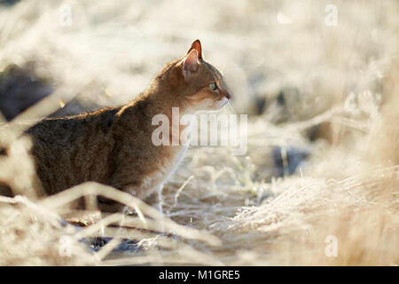 British Shorthair. Gatto adulto su un pupazzo di neve la mattina in un giardino. Germania Foto Stock