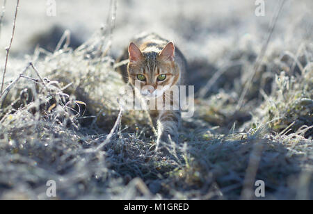 British Shorthair. Gatto adulto su un pupazzo di neve la mattina in un giardino. Germania Foto Stock