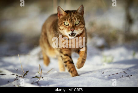 Gatto bengala. Adulto passeggiate sulla neve. Germania Foto Stock