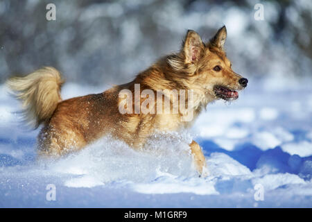 Mixed-razza cane. Adulto in esecuzione nella neve. Germania.. Foto Stock