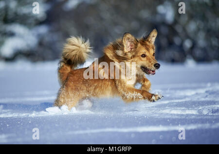 Mixed-razza cane. Adulto in esecuzione nella neve. Germania.. Foto Stock