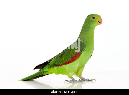 Rosso-winged Parrot (Aprosmictus erythropterus) permanente. Studio Immagine visto contro uno sfondo bianco Foto Stock