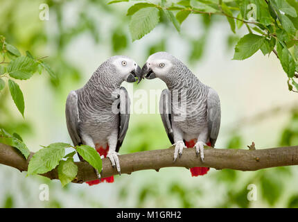 Pappagallo grigio africano (Psittacus erithacus). Coppia di adulto appollaiato su un ramo, fatturazione. Germania Foto Stock