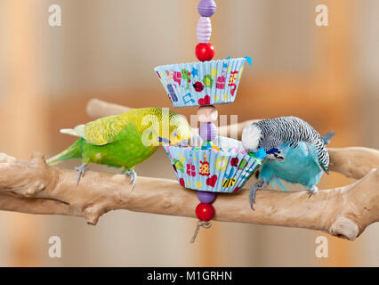 Budgerigar, Budgie (Melopsittacus undulatus). Mangiare maschio da self-made giocattolo. Germania Foto Stock